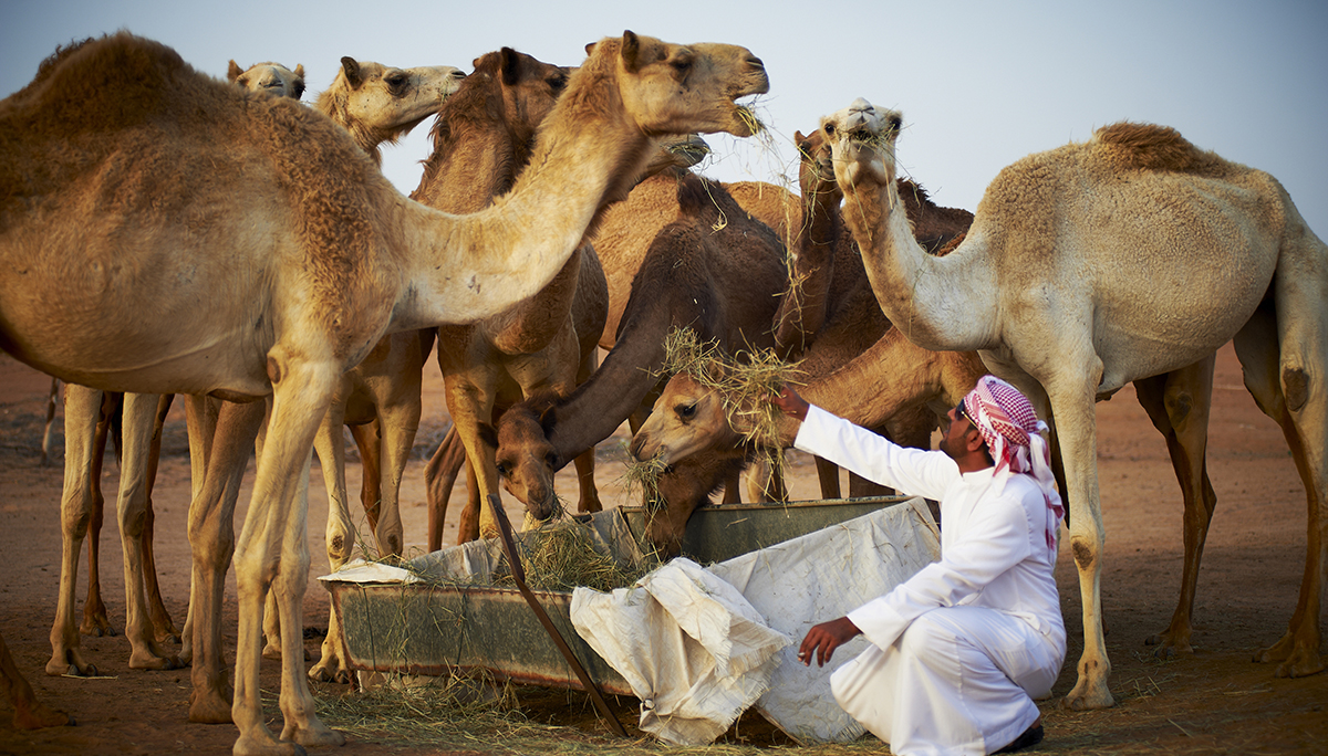 RAK_00468.jpg