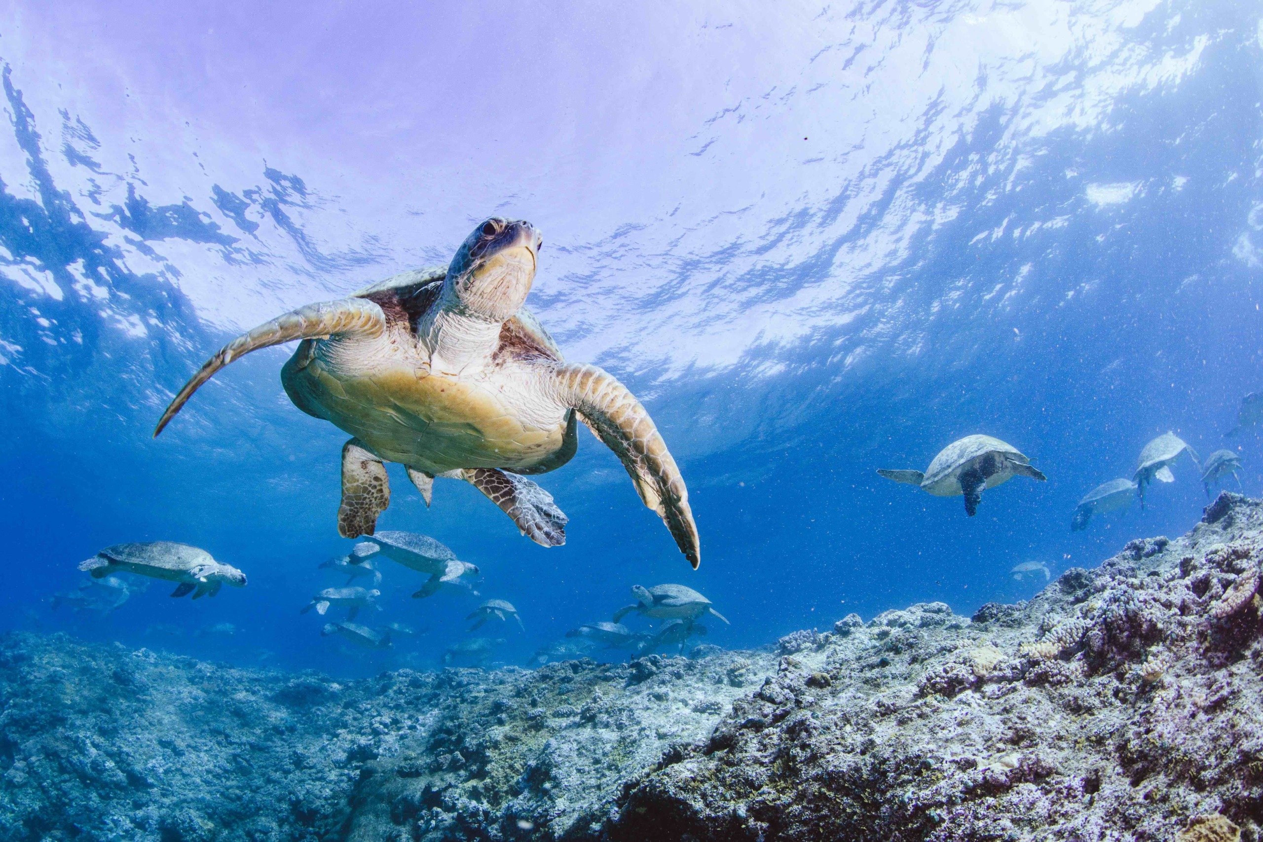turtle_adventure