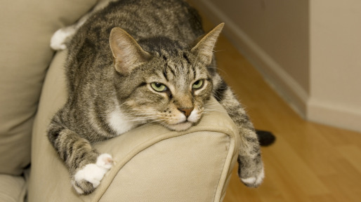 Tabby Cat