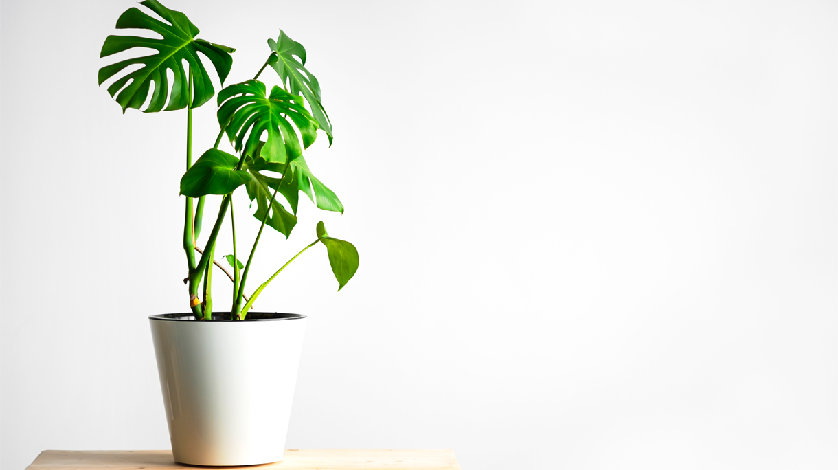 plant