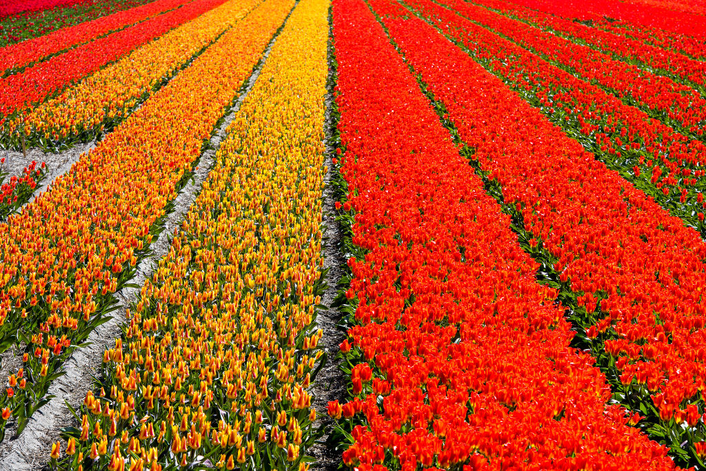 Keukenhof Celebrates Its 70th Anniversary