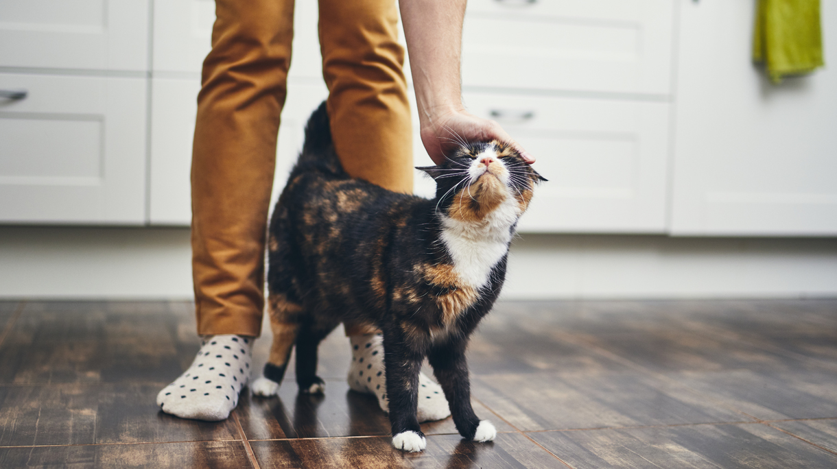 kat