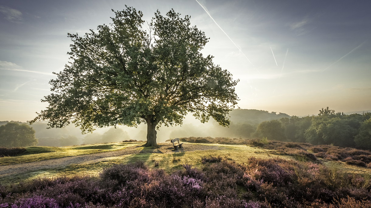 mookerheide