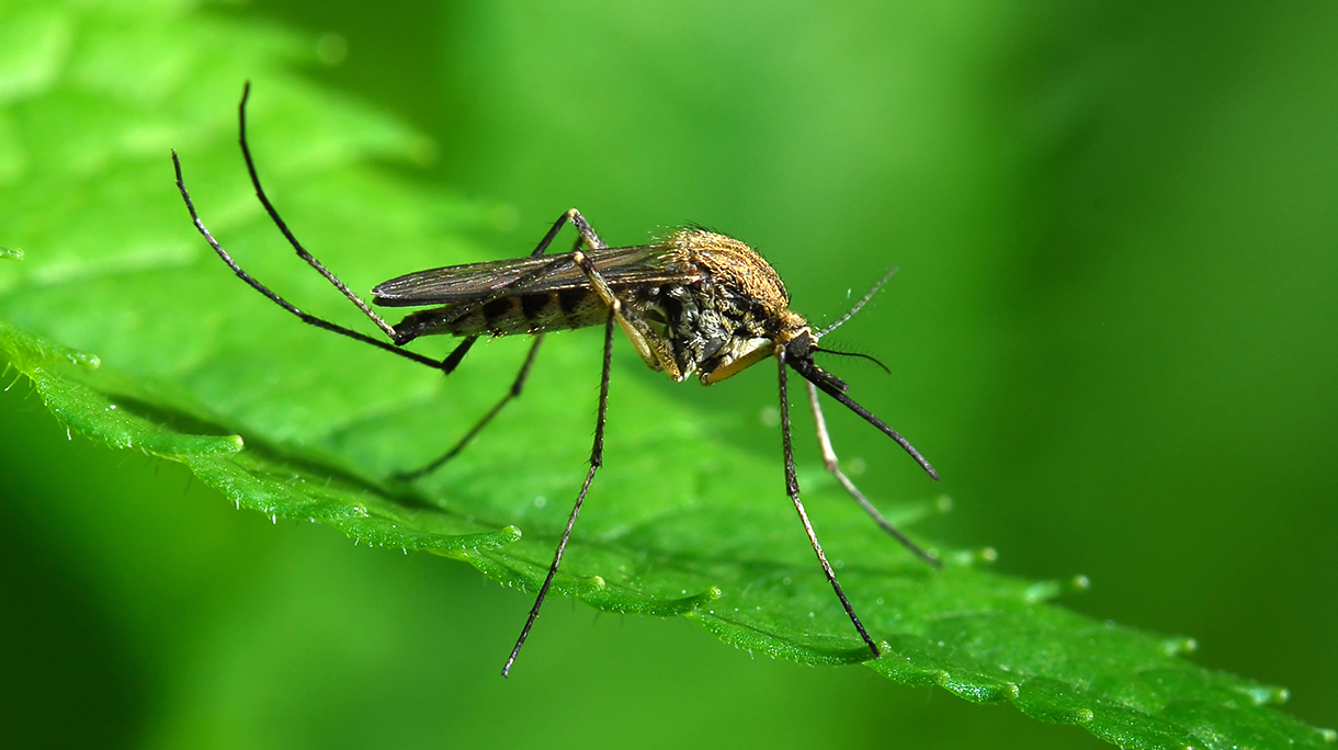 Mosquito on green leaf