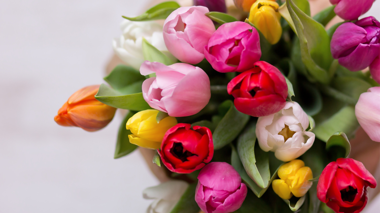 tulpen_0