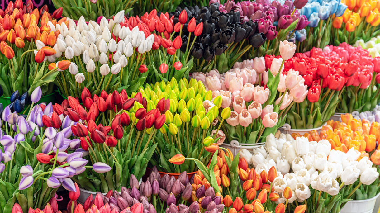 tulpen_1