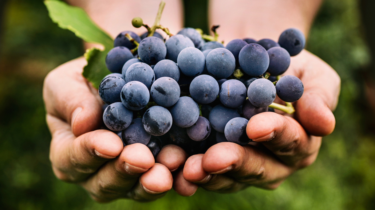 resveratrol