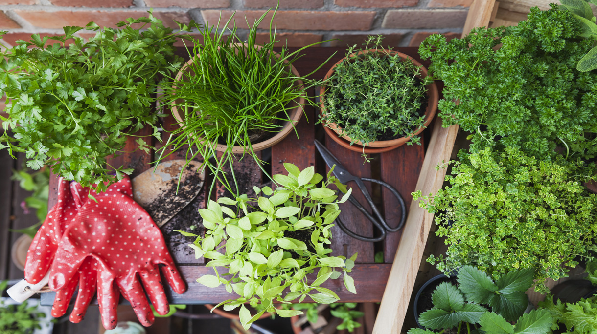 Various potted spice plants on terrace