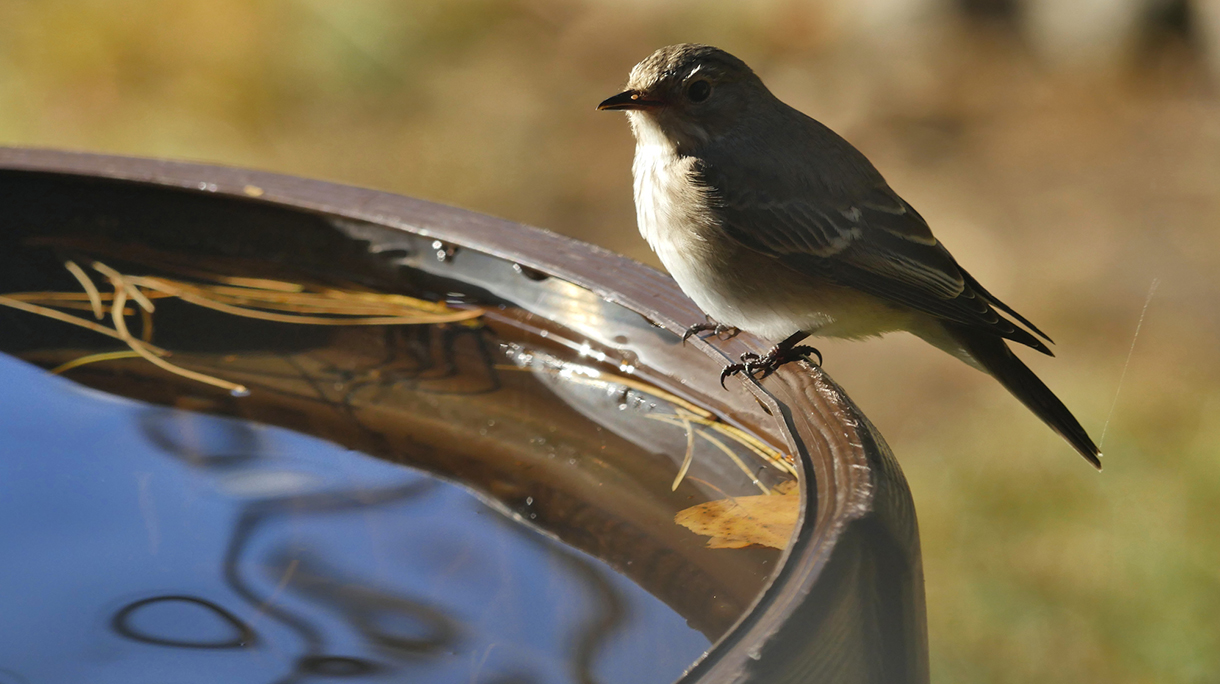 Gray-beige small bird on barrel with rainwater