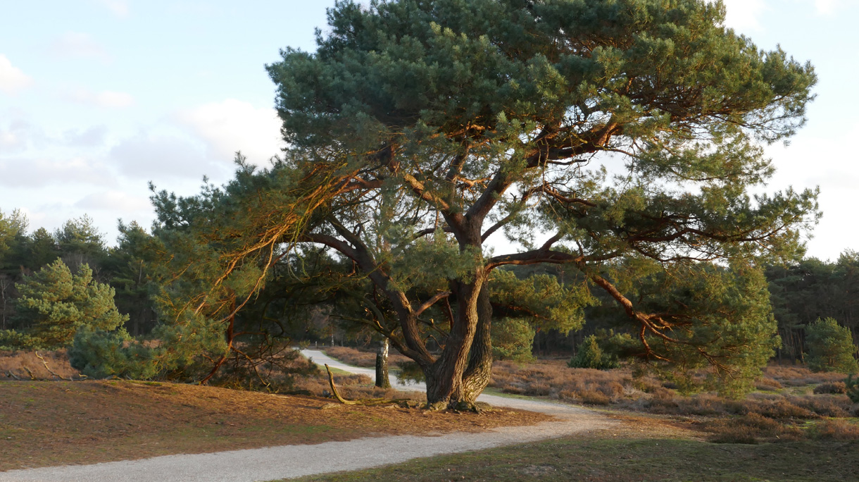 Natural sowing of the pine trees in an open landscape. The flew, vliegden. Staatsbossen te Sint Anthonis, Noord Brabant, Land van Cuijk, The Netherlands, Europe.