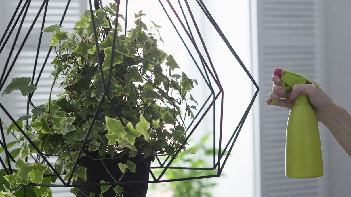 Womans hand spraying ivy hanging basket in kitchen