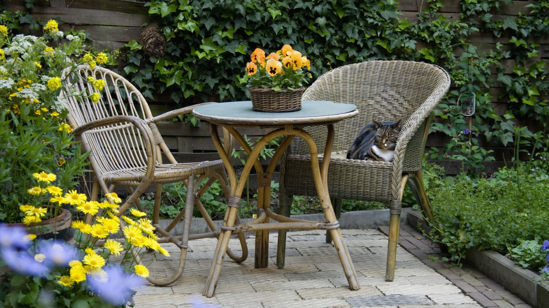 Garden Patio with Wicker Furniture and Housecat