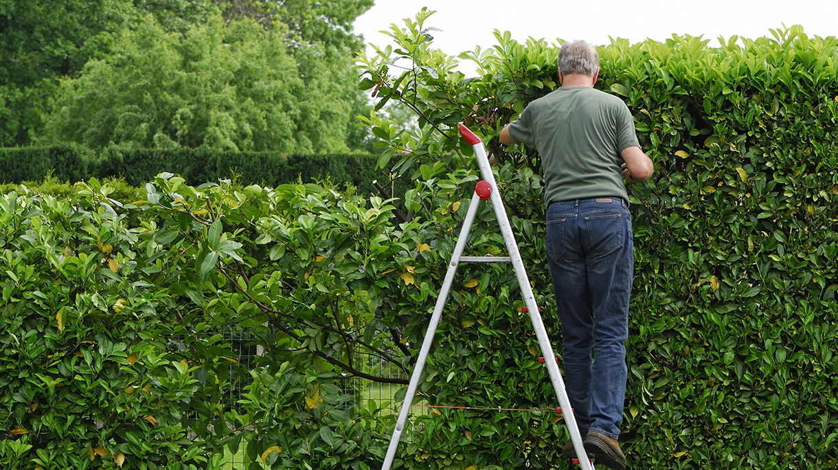 Senior man cutting  laurel hedge in springtime