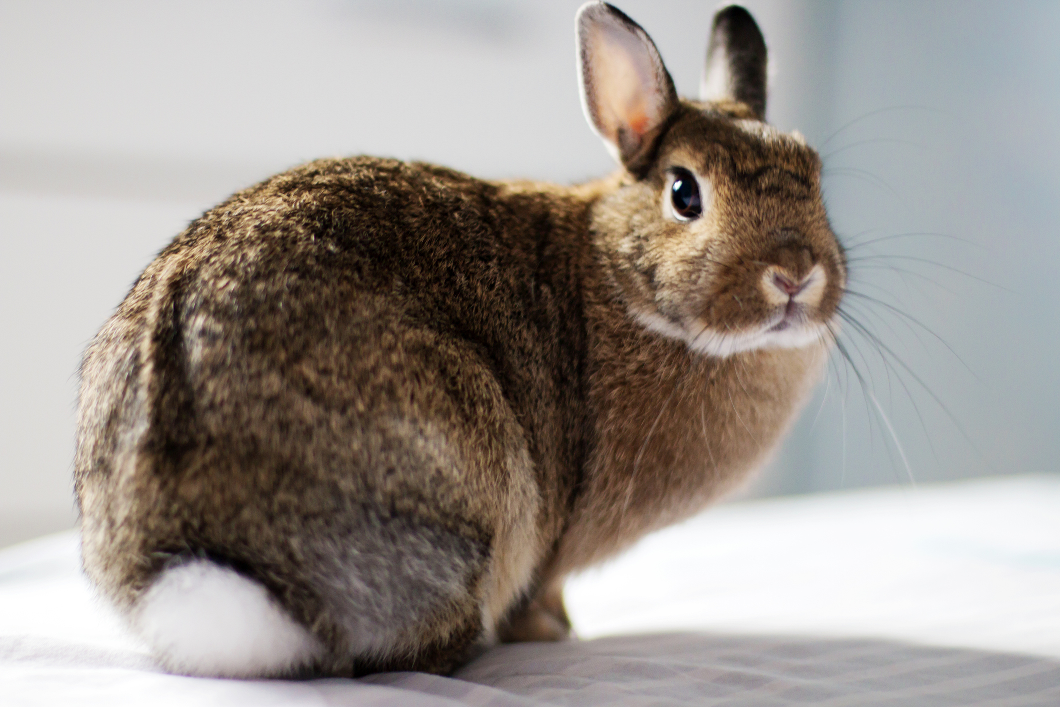 Bunny rabbit