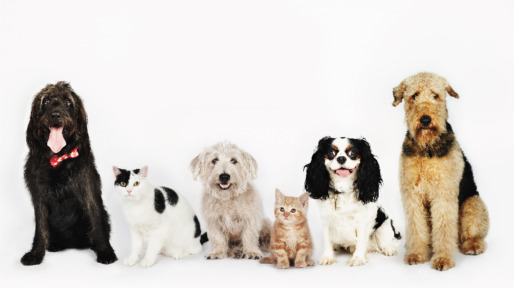 honden_en_katten