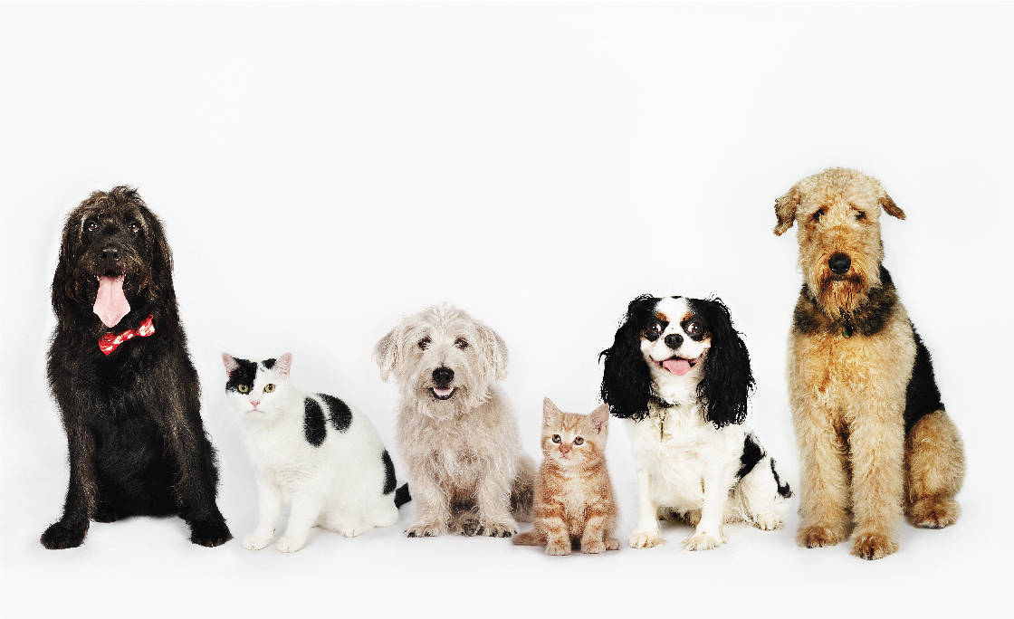 honden_en_katten