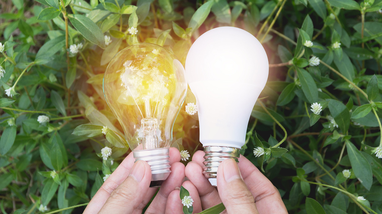 Close-Up Of Hand Holding Light Bulbs Over Plants