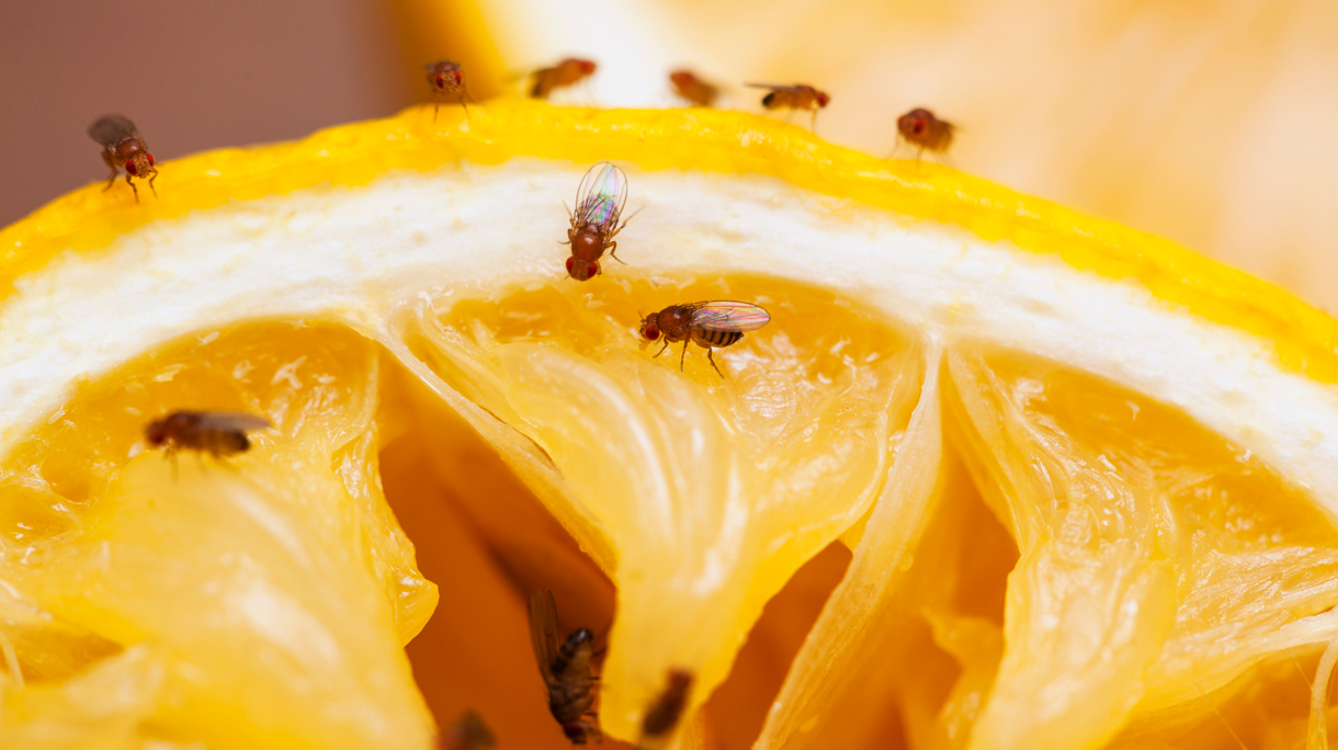 Fruitvliegjes op een sinaasappel