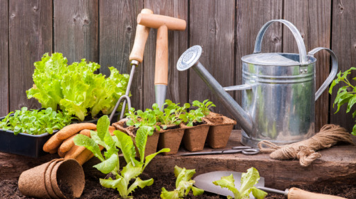 35806708 – seedlings of lettuce with gardening tools outside the potting shed