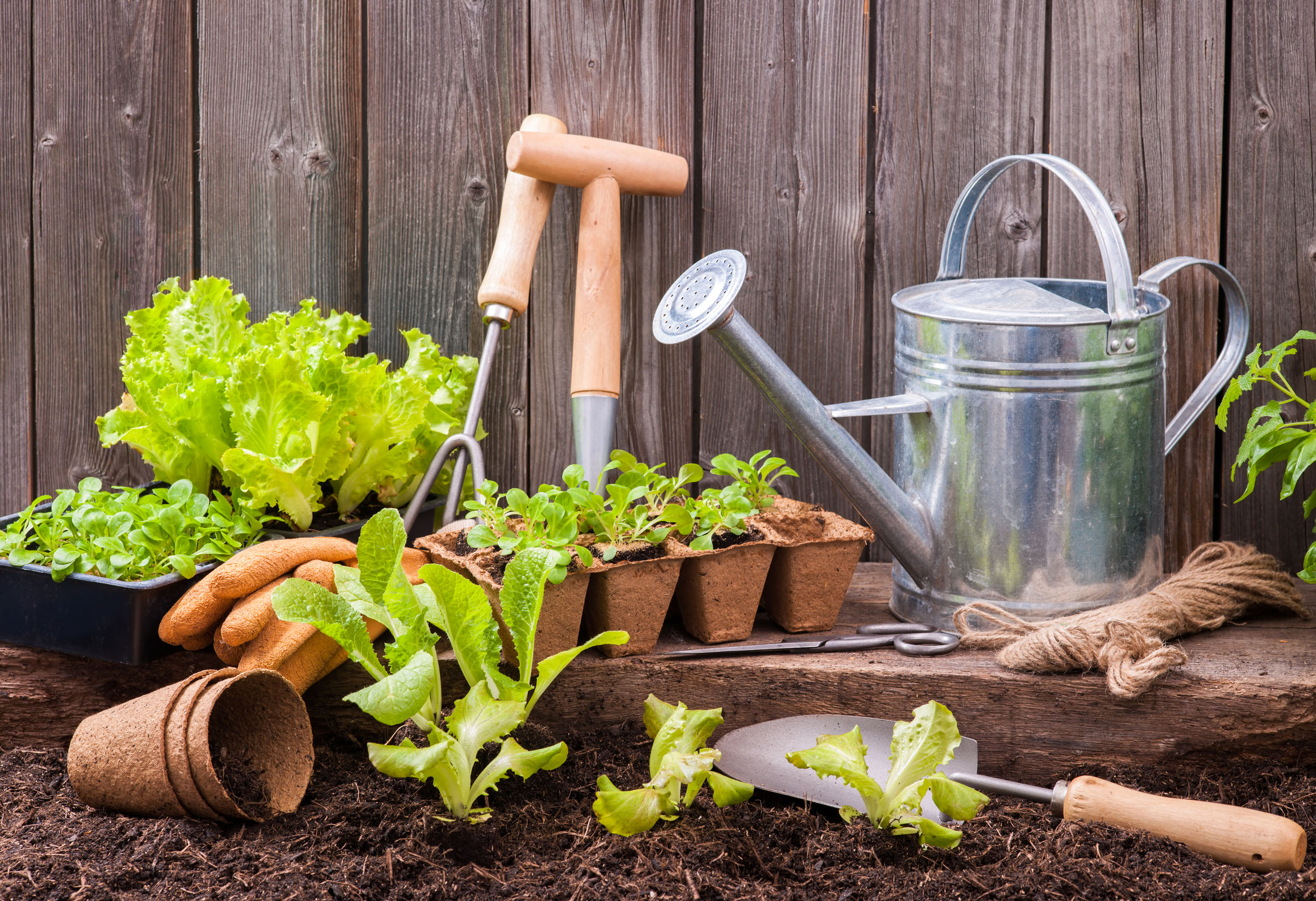 35806708 – seedlings of lettuce with gardening tools outside the potting shed