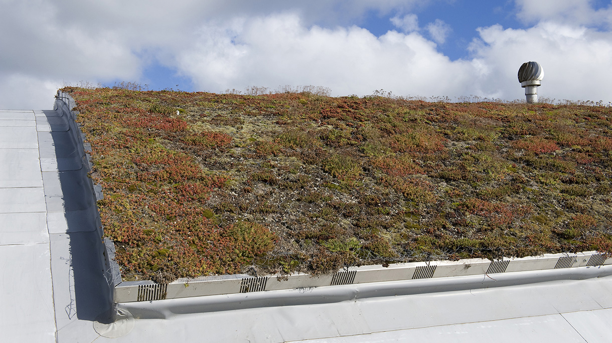 Ecological Architecture of Living Roof which Provides Natural Insulation
