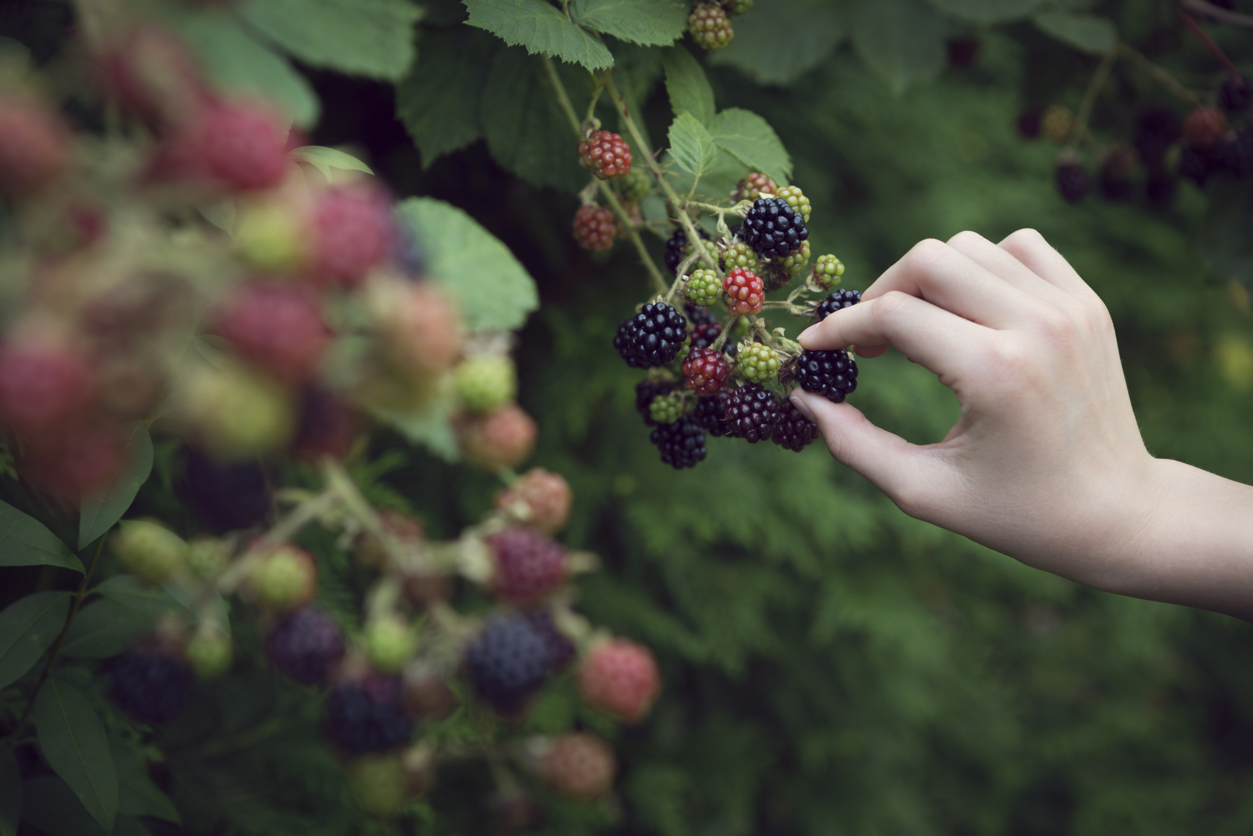 Close up of child picking blackberries
