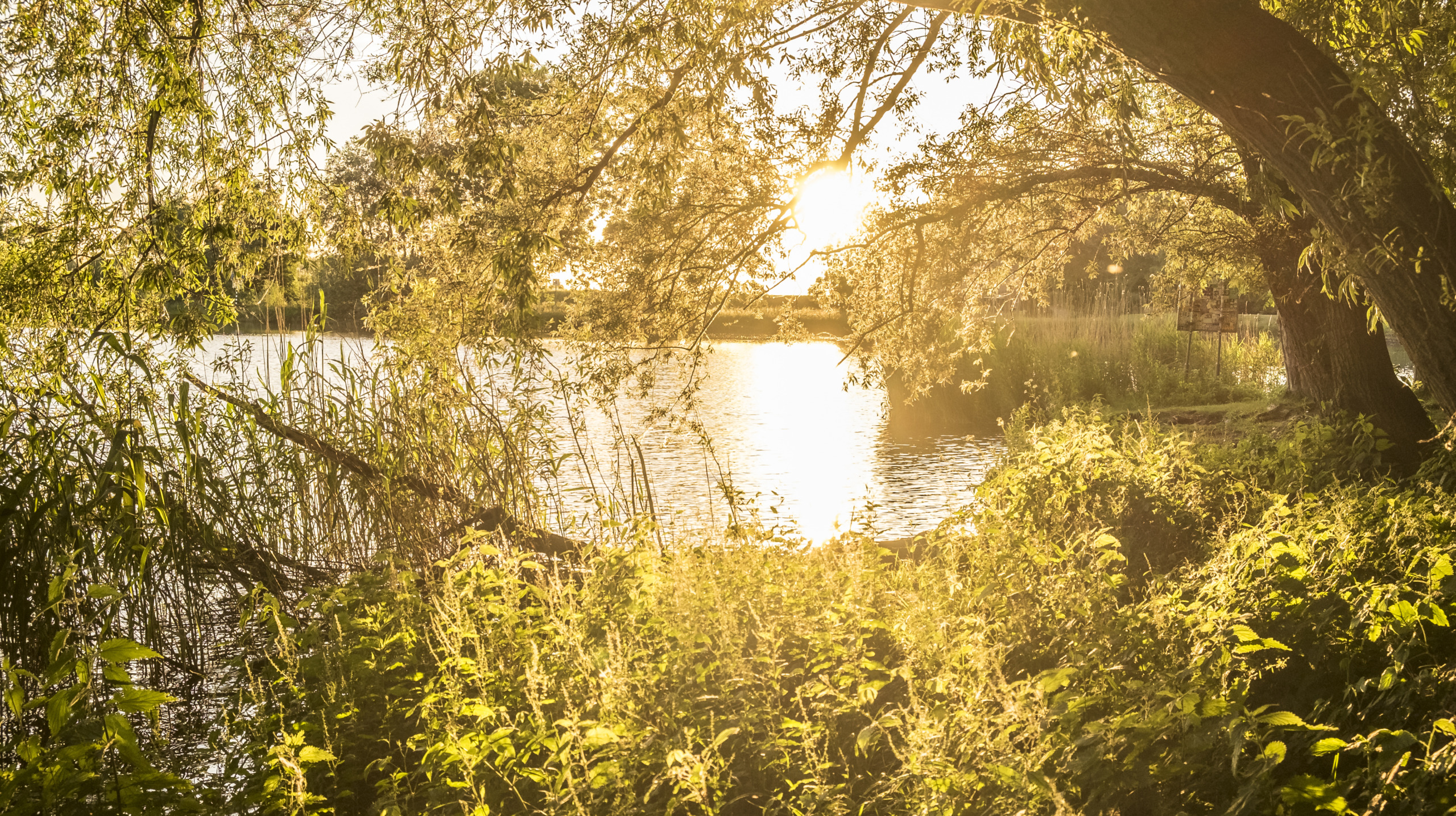 Evening sunlight in forest with nettle plants near a lake