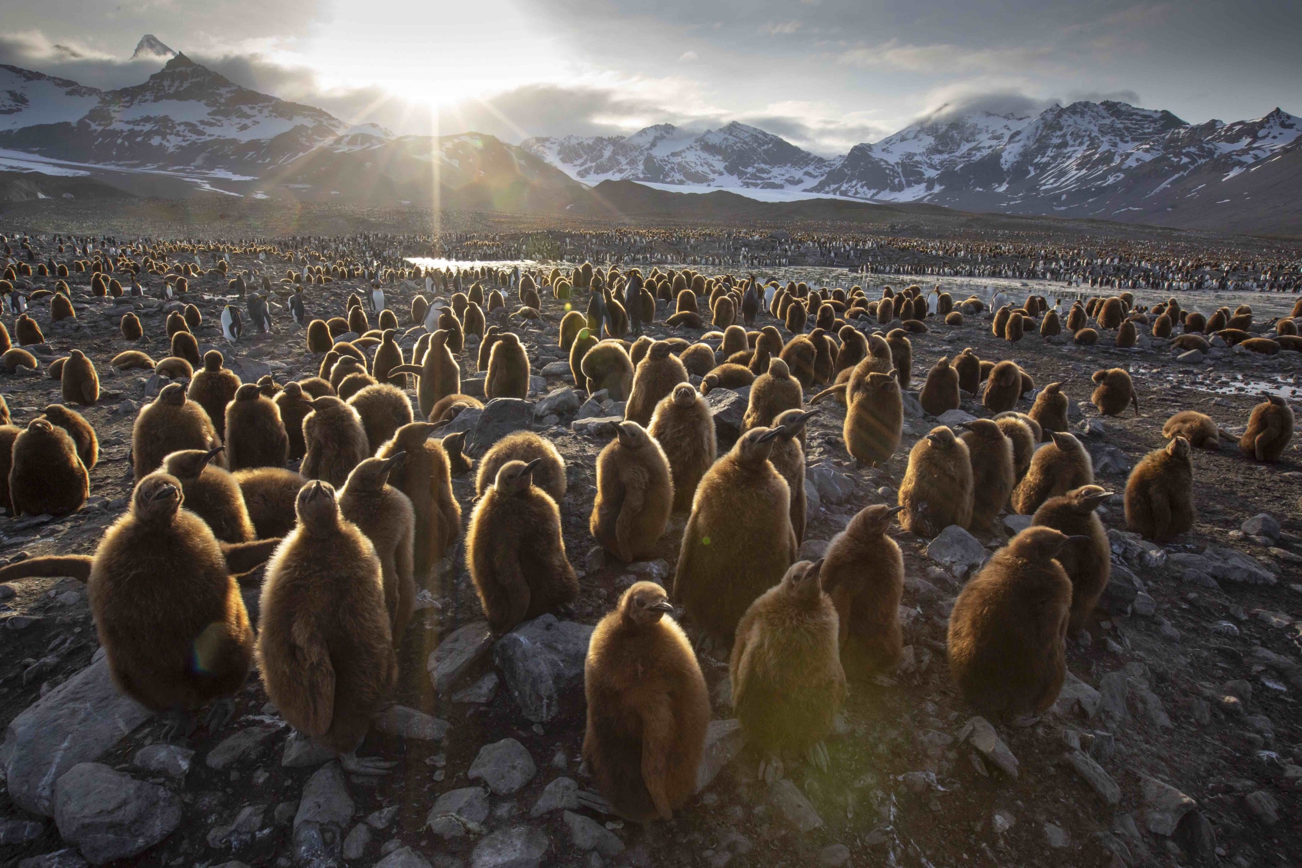 pinguins