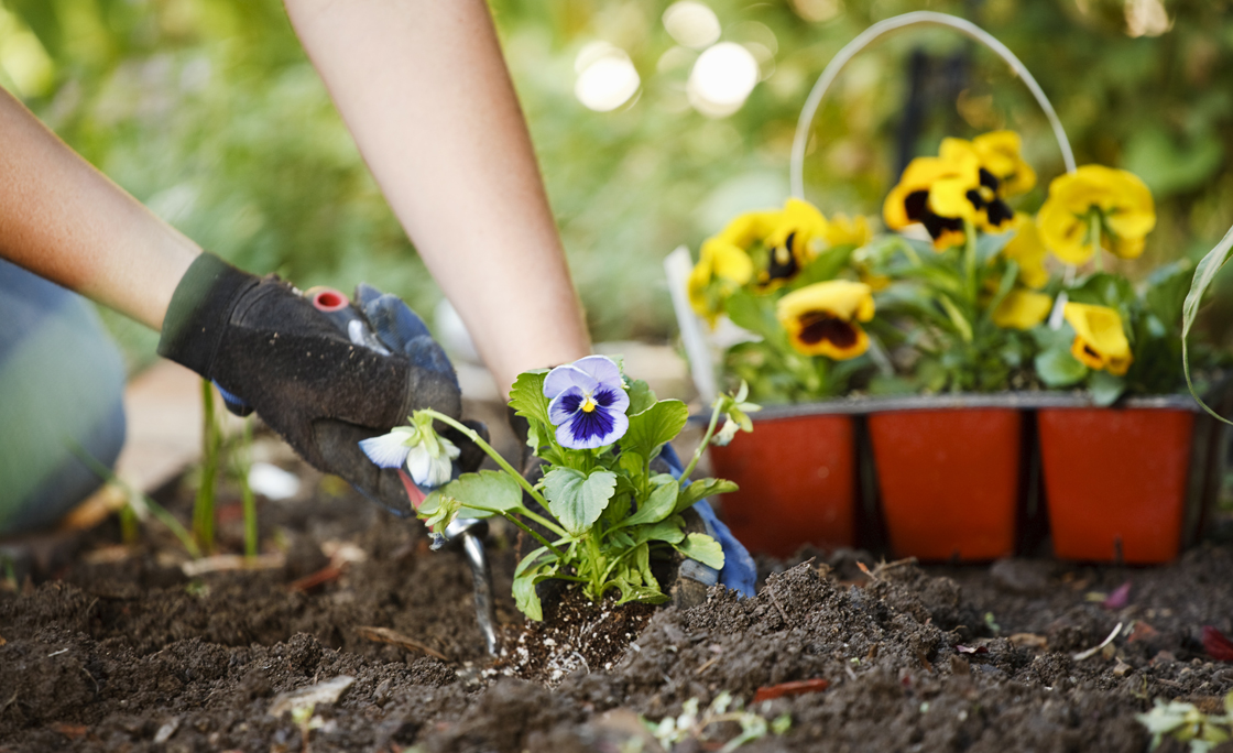 Gardening Hands