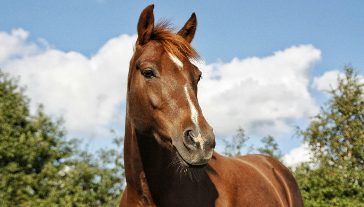 Close-Up Of Horse Against Blue Sky