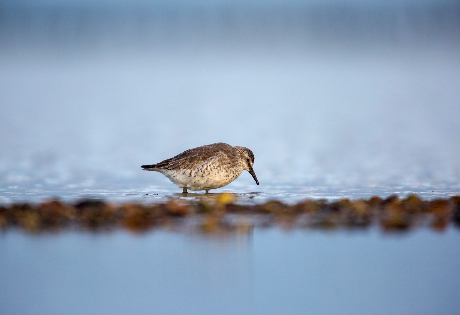 vogelheader_0