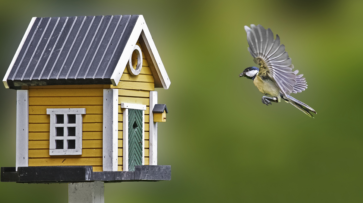 Close-Up Of Great Tit Flying By Birdhouse