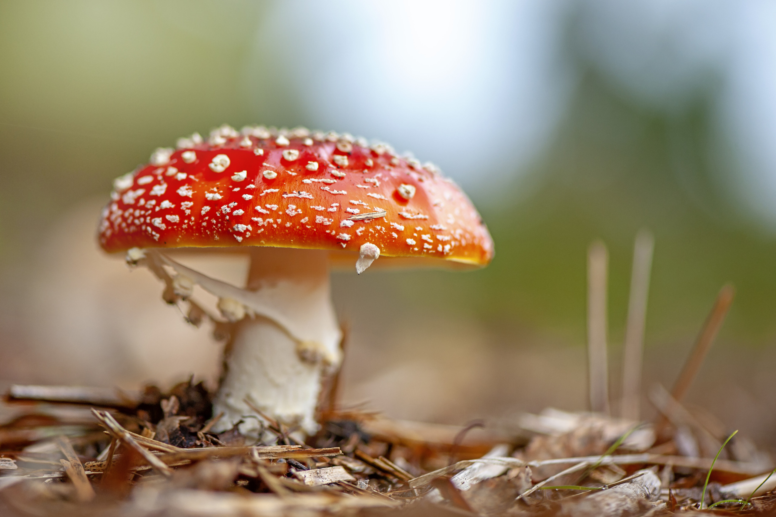 Close-up image of the vibrant red mushrooms of Amanita muscaria, commonly known as the fly agaric, fly amanita, shamans’ gift, Walt Disney mushroom or fly fungi