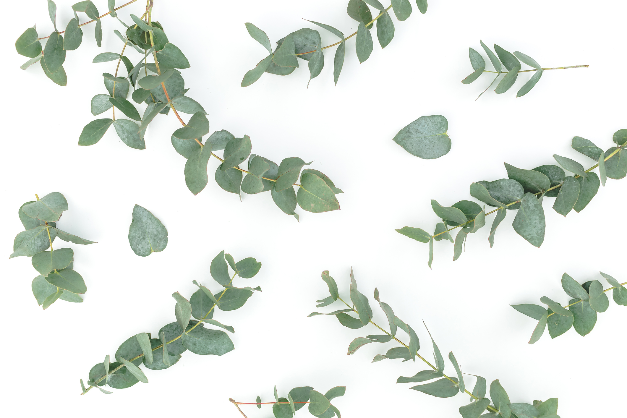 Floral pattern with eucalyptus branches on white background. Flat lay