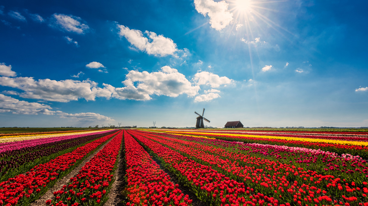Flowerfields in spring in Schermerhorn Netherlands