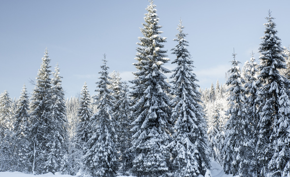 Spruce trees covered in snow – Drammen, Norway
