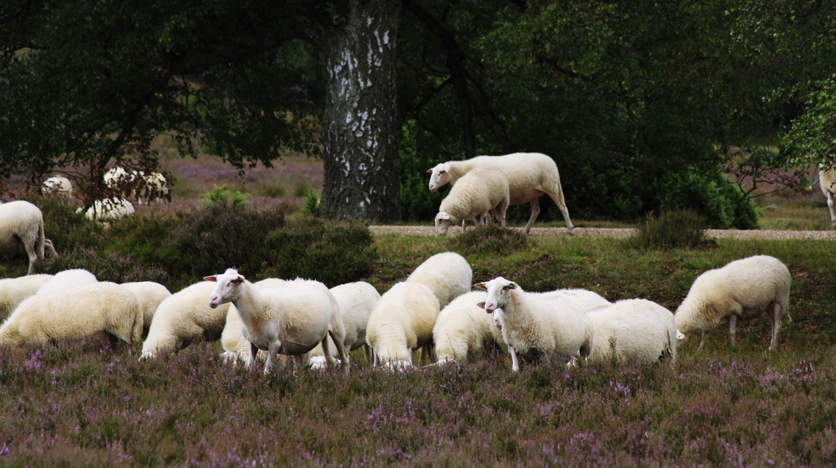 Sheep In A Field