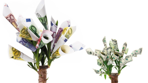 Plant with flowers made from euro and dollar notes against white background