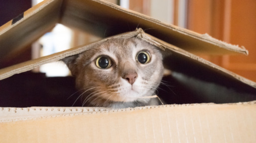 Cat playing Peek a Boo in a box