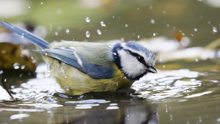 vogelboeken