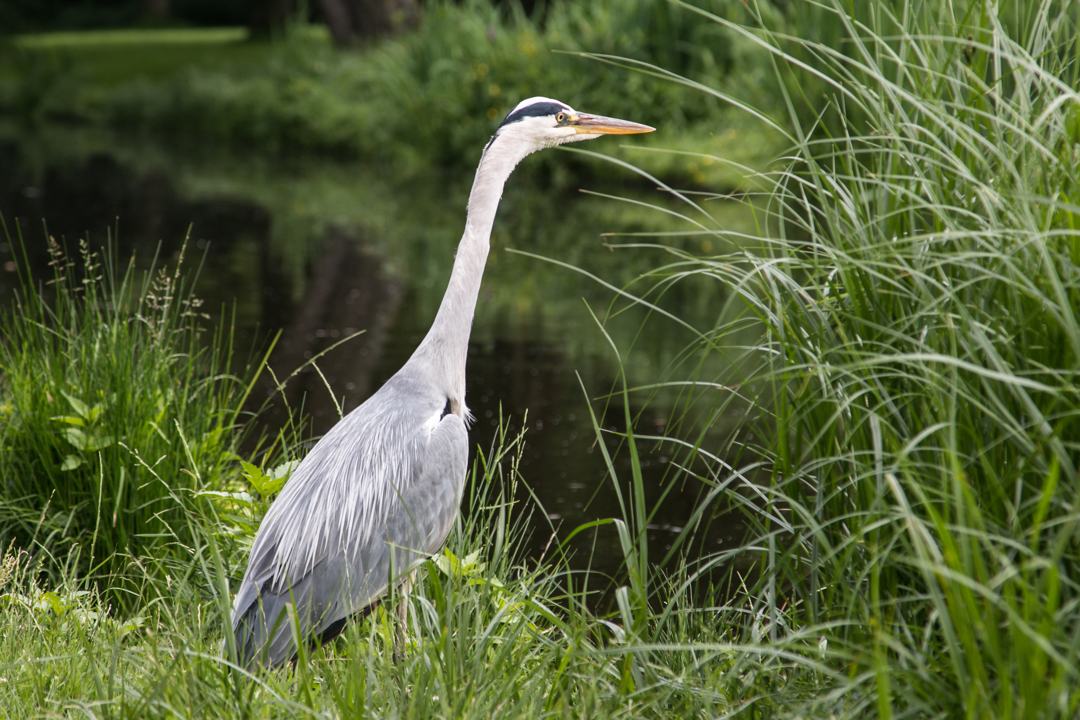 Grey Stork