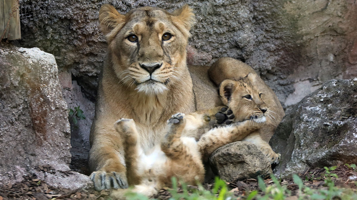 Two Asiatic Lions Were Born At The Bioparco In Rome