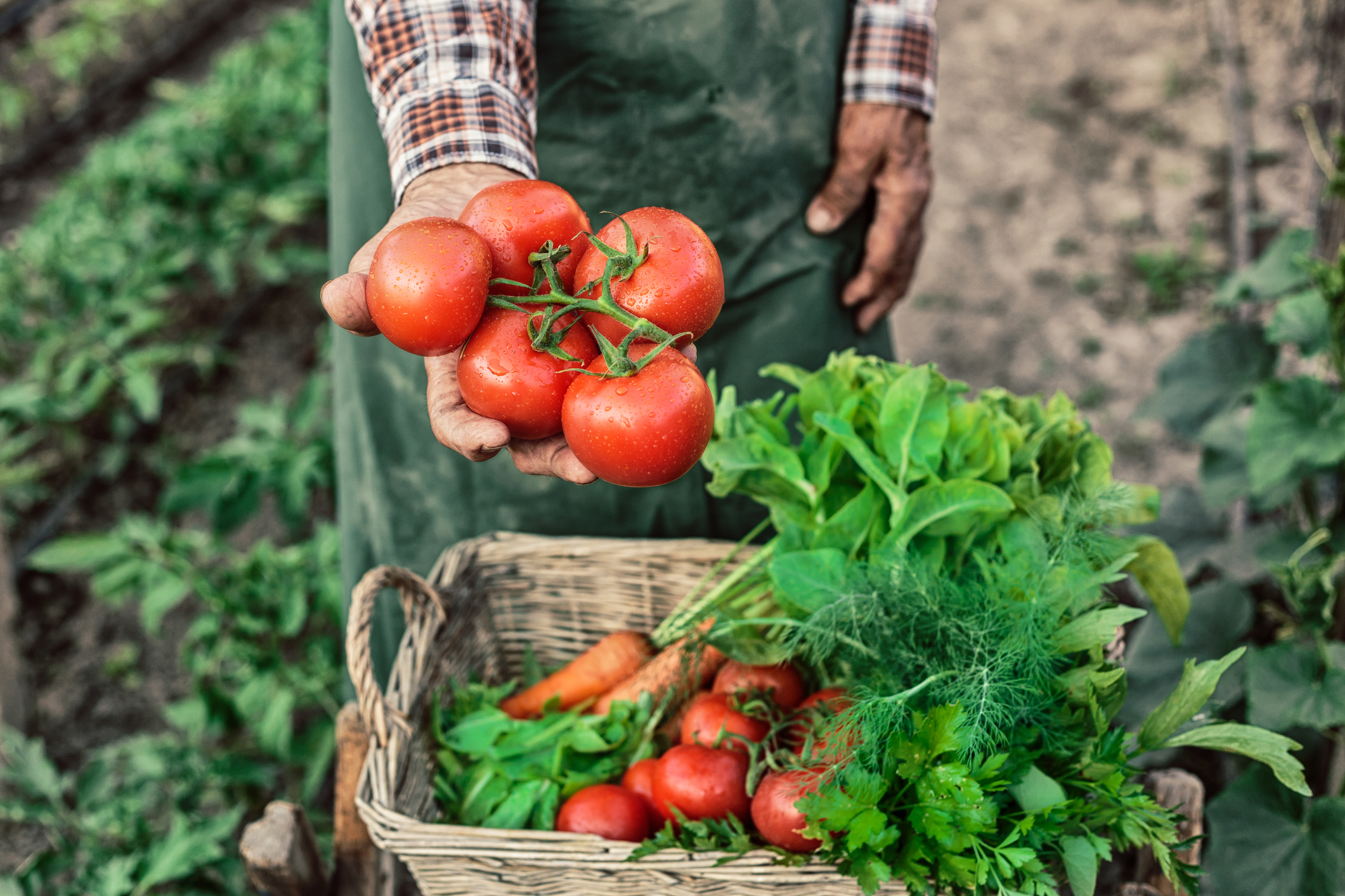 Old farm worker showing a bunch of tomatoes