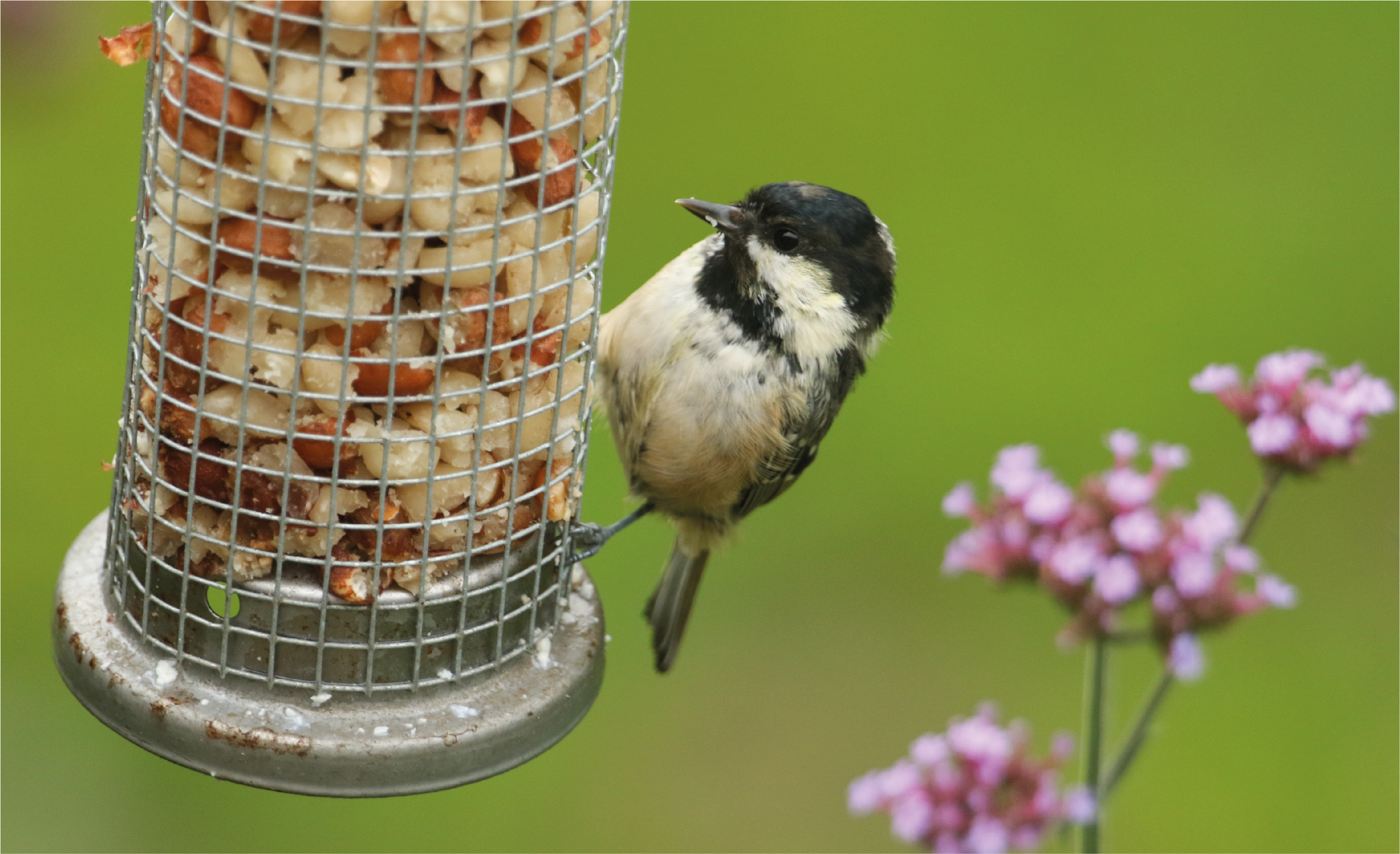 vogels_in_de_tuin_