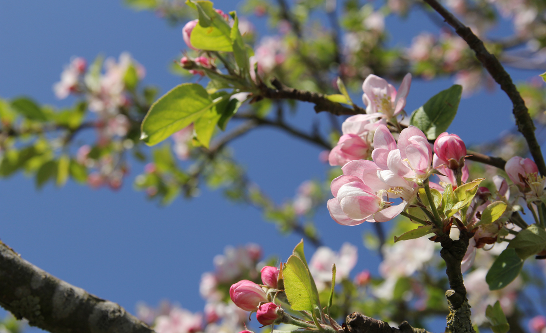 beautiful pink apple blossom and a blue sky