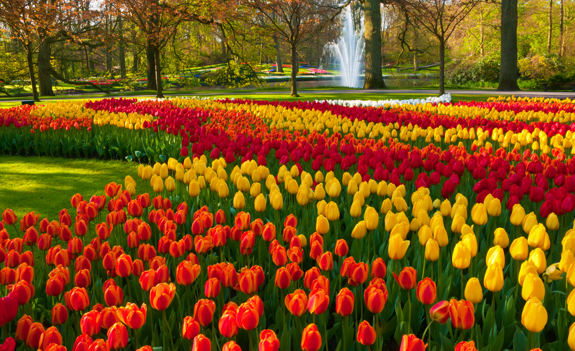 Spring Flowers in a Park