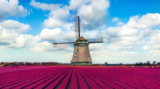 Colorful Tulip Fields in front of a Traditional Dutch Windmill