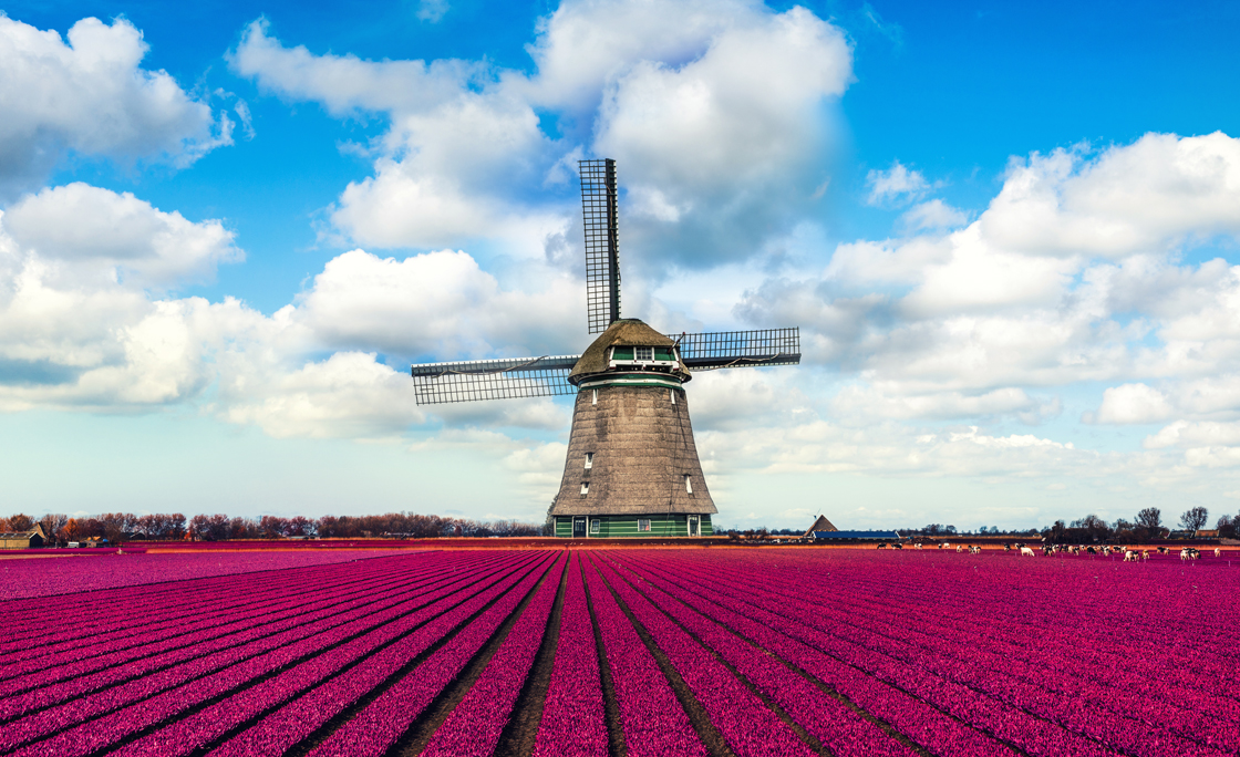 Colorful Tulip Fields in front of a Traditional Dutch Windmill