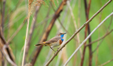 routegids-nh-de-amsterdamse-waterleidingduinen