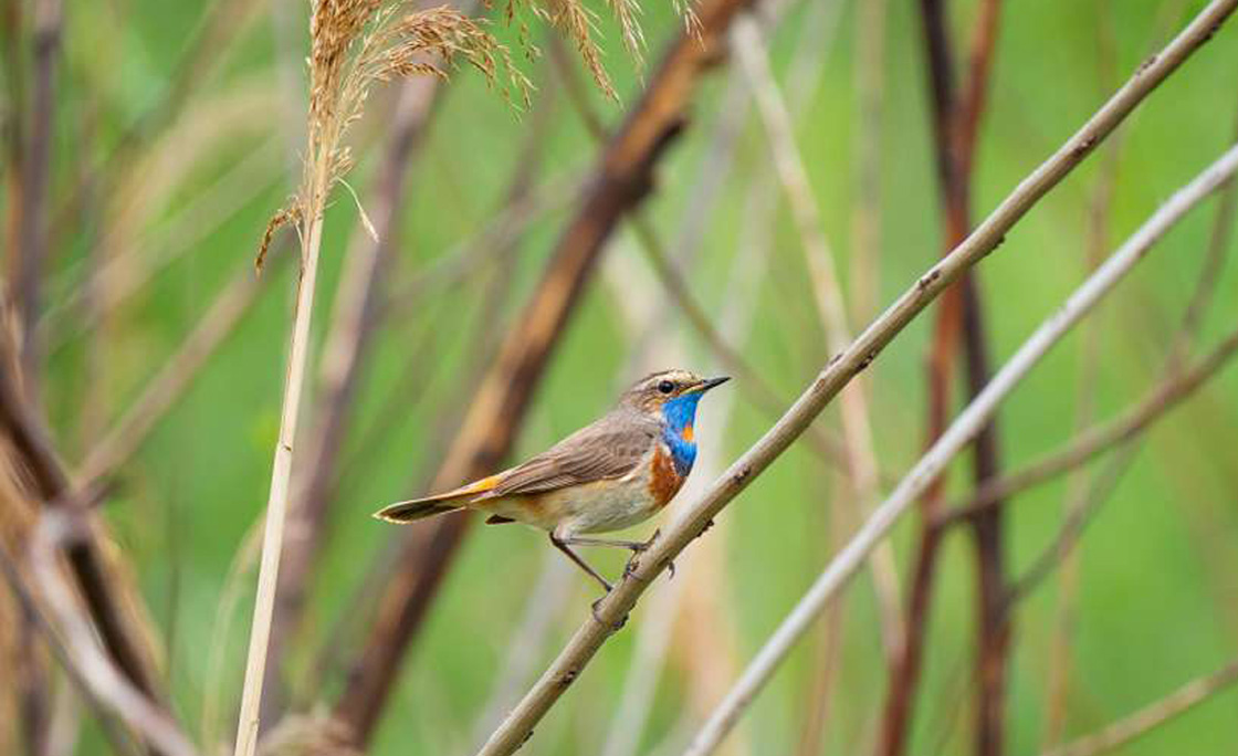 routegids-nh-de-amsterdamse-waterleidingduinen